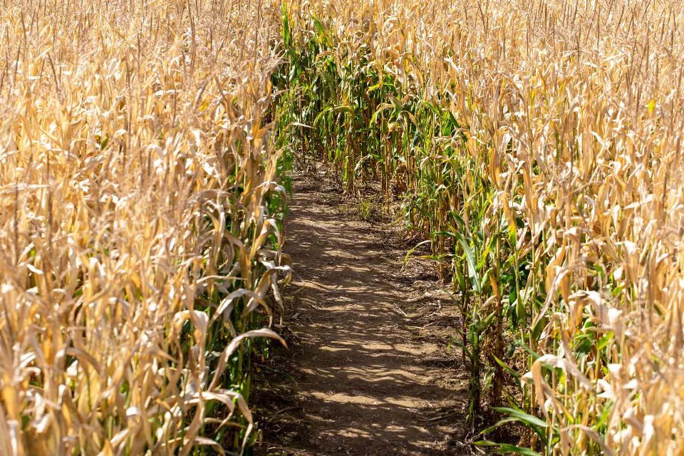 A path between rows of dry maize stalks ready for harvest