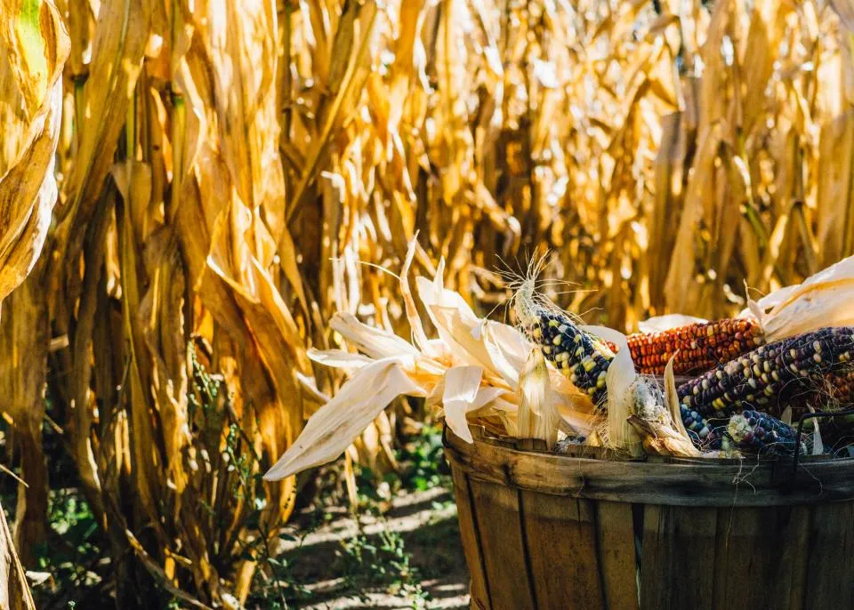 Freshly picked maize cobs in a wooden basket beside dry stalks