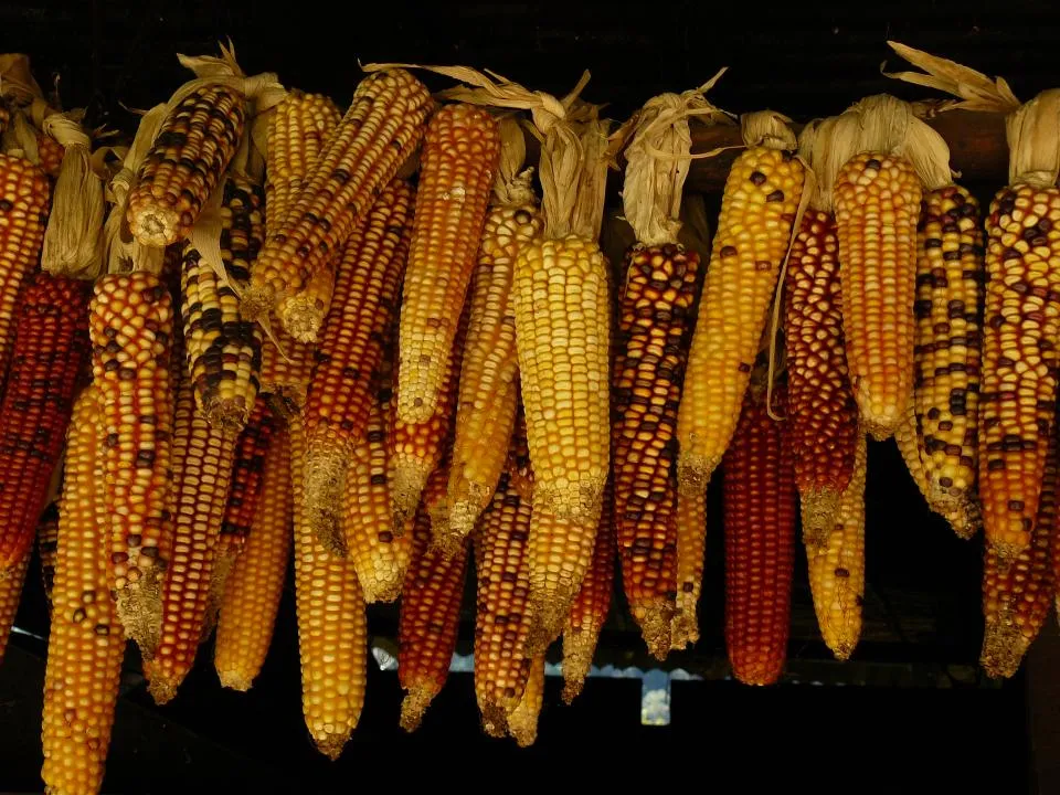 Maize cobs hung in a row to dry, husks pulled back